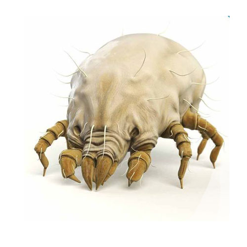 Mites