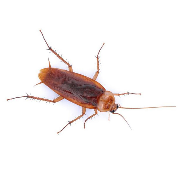 Cockroach