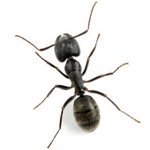 Ant