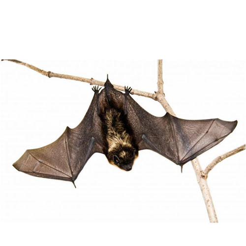Bat