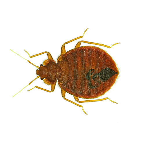 Bed Bug