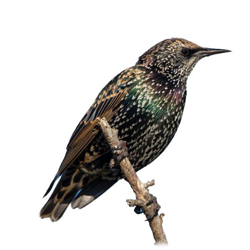 Birds