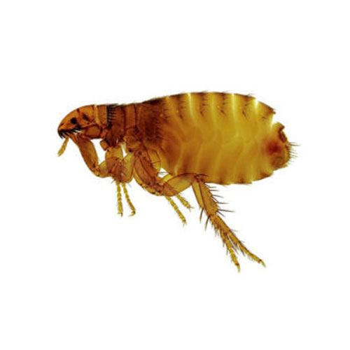 Fleas