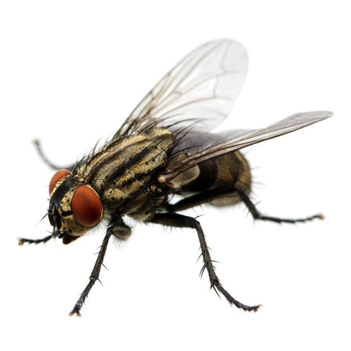Flies