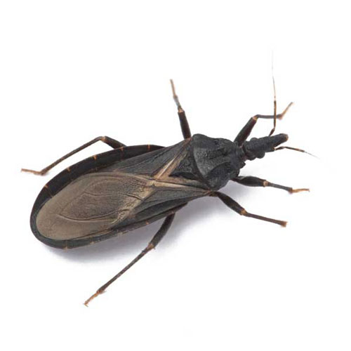 Kissing Bug