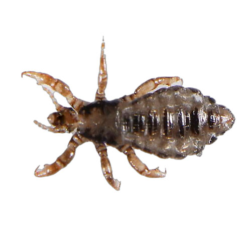 Lice