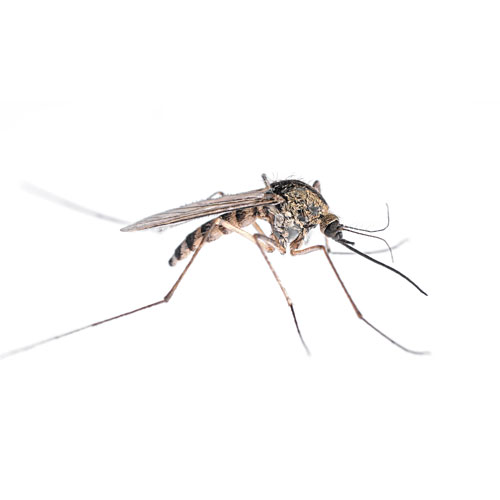 Mosquito
