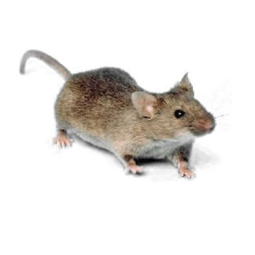 Mice