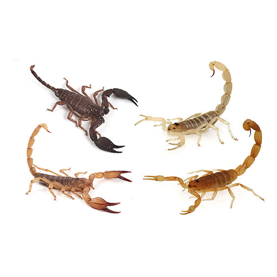 Scorpions