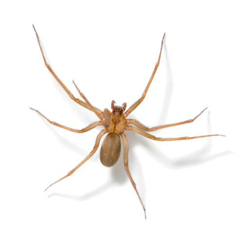 Spiders