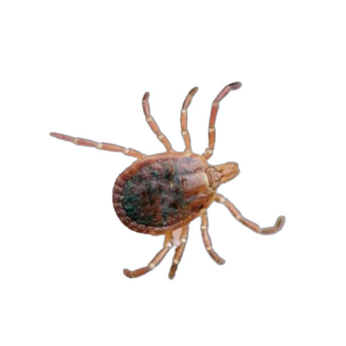 Ticks