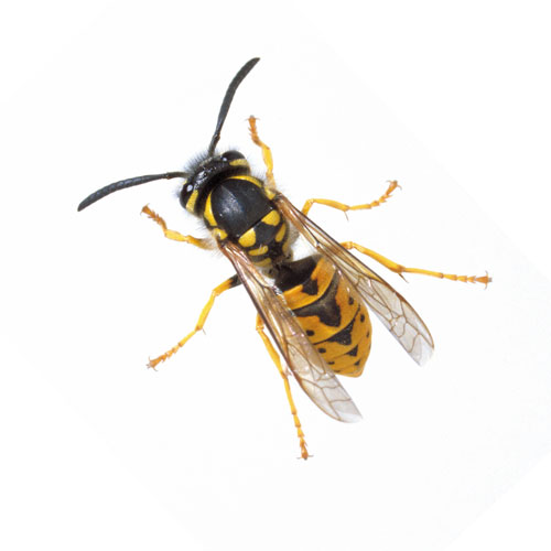 Wasps